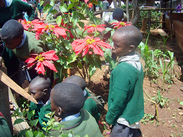 6k Unter den blühenden Weihnachtssternen werden Neudorfer Pusteblumen wachsen